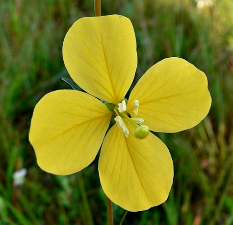 {Ludwigia virgata}
